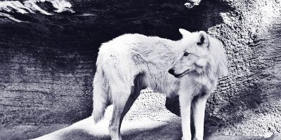 Ein Schattenwolf? Bild: Pseudografin/photocase.de